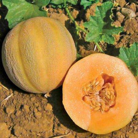 Minnesota Midget, Melon Seeds - Packet image number null