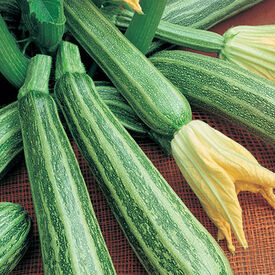 Cocozelle, Organic Zucchini Seeds