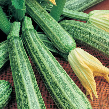 Cocozelle, Organic Zucchini Seeds - Packet image number null