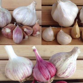 Collection Mix, Garlic Bulbs