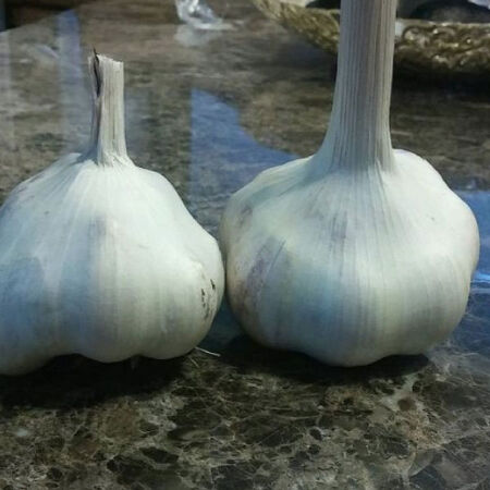 Mattchi, Garlic image number null
