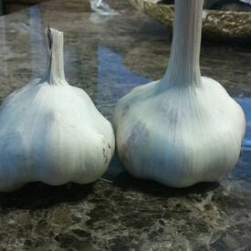 Mattchi, Garlic