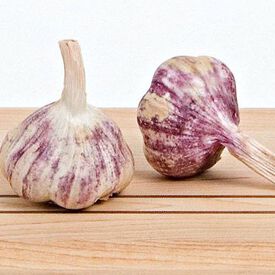 Purple Italian, Garlic Bulbs
