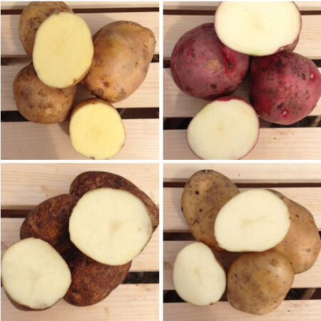 Standard Mix, Seed Potatoes - 4 Pound Mix image number null