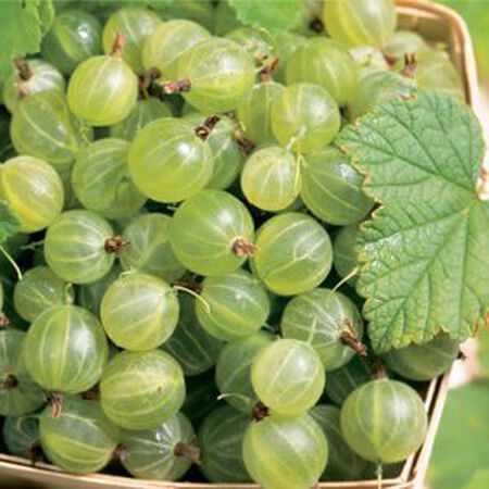 Pixwell, Gooseberry Plant image number null