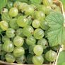 Pixwell, Gooseberry Plant thumbnail number null