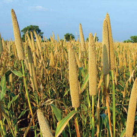 Pearl Millet, Grasses - 1 Pound image number null