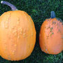 Knuckle Head, Pumpkin Seeds - Packet thumbnail number null