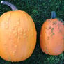 Knuckle Head, (F1) Pumpkin Seeds thumbnail number null