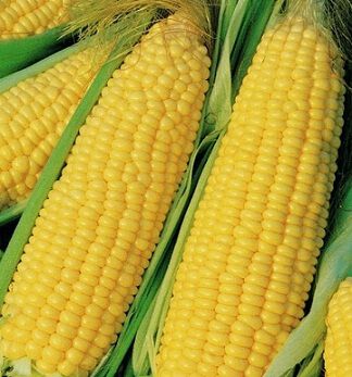 Truckers Favorite Yellow, Corn Seed | Urban Farmer