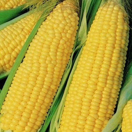 Truckers Favorite Yellow, Corn Seed - Packet (1 oz.) image number null