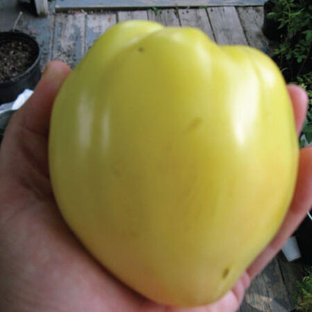 Yellow Oxheart, Tomato Seeds - Packet image number null