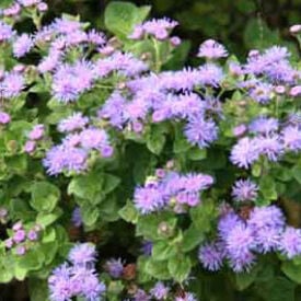 Aloha Blue, Ageratum