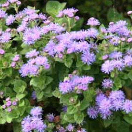 Aloha Blue, Ageratum - Packet image number null