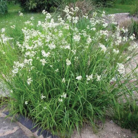 Snow Wood Rush, Luzula