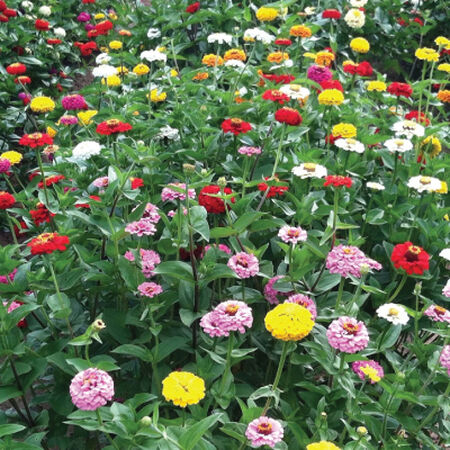California Giant, Zinnia Seeds - Packet image number null