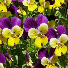 Johnny Jump Up, Viola Seeds