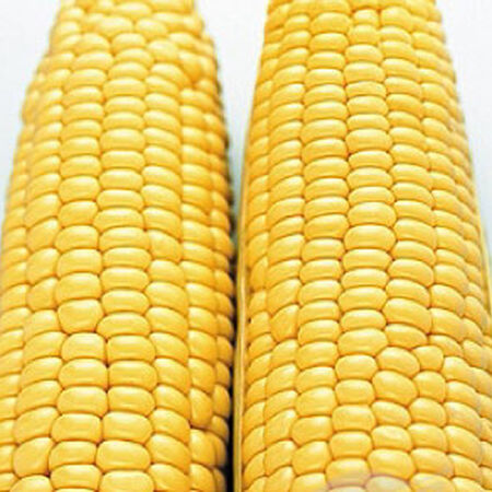 Sugar Buns, Corn Seed - 25 Pounds image number null