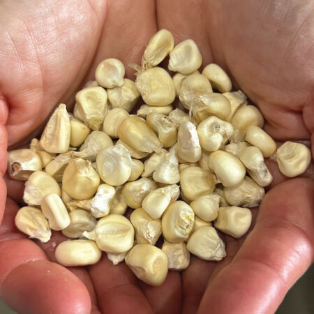 Cacahuazintle, Corn Seed - Packet (1 oz.) image number null