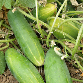 Poinsett 76, Organic (F1) Cucumber Seeds