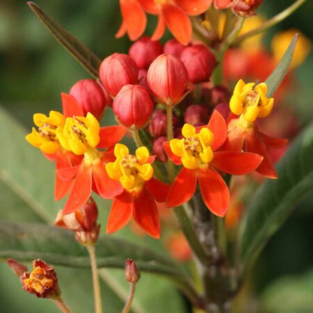 Bloodflower, Asclepias (Butterfly Weed) - Packet image number null
