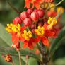 Bloodflower, Asclepias (Butterfly Weed) - Packet thumbnail number null