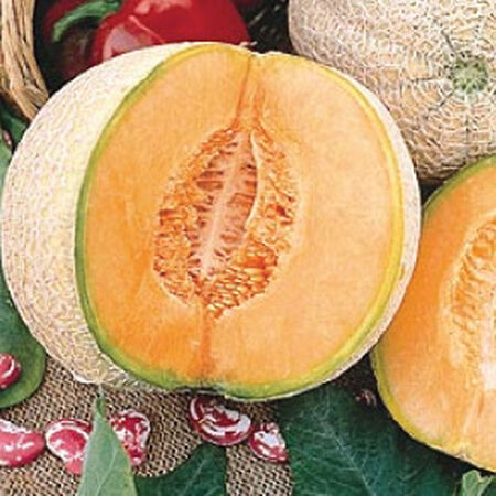 Edisto 47, Cantaloupe Seeds - Packet image number null