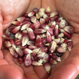 Pink Xocoyul, Corn Seed