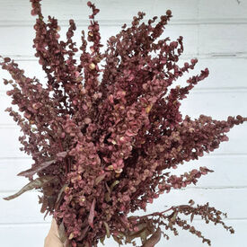 Red Plume, Atriplex Seeds