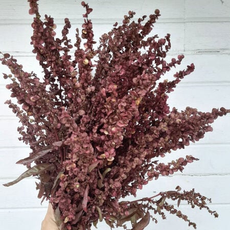Red Plume, Atriplex Seeds - Packet image number null