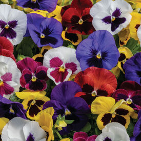 Blotch Mix Spring Grandio, (F1) Viola Seeds