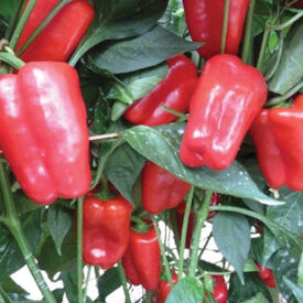Red Petite Bell, (F1) Pepper Seeds