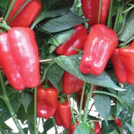 Red Petite Bell, (F1) Pepper Seeds
