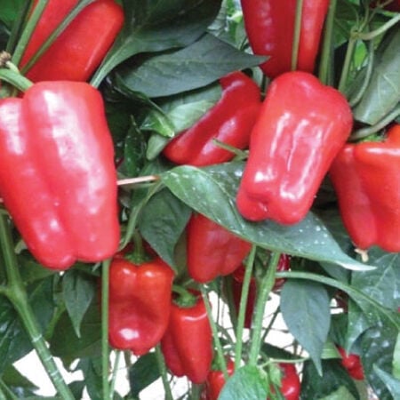 Red Petite Bell, Pepper Seeds - Packet image number null