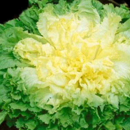 Full Heart Escarole 65, Chicory - Packet image number null