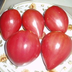 Pink Oxheart, Tomato Seeds