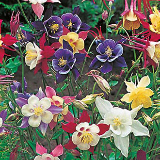 1 Packet Dee Ree Perennials Aquilegia McKana Giant Mixed Flower Seeds For Gardens & Outdoors