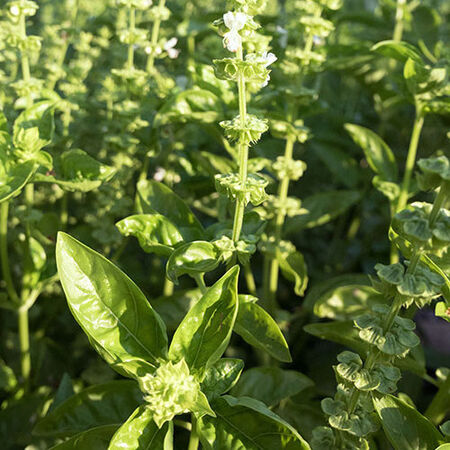 Large Leaf, Organic Basil Seeds - Packet image number null