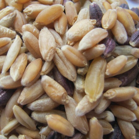 Grain Mix, Sprout Seeds - 1 Pound image number null