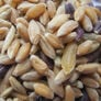 Grain Mix, Sprout Seeds - 1 Pound thumbnail number null