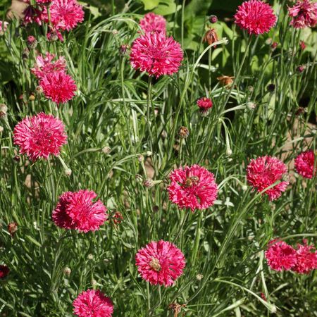 Tall Red, Cornflower Seeds - Packet image number null