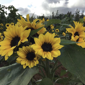 Junior Dwarf, (F1) Sunflower Seeds