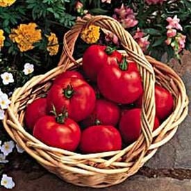 Early Doll, (F1) Tomato Seeds