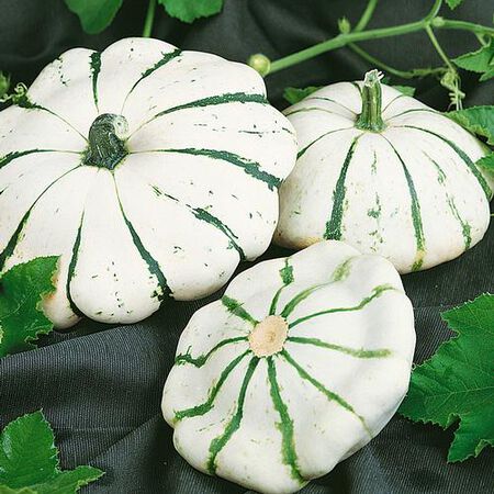 Scallop Juane et Verte, Squash Seeds - Packet image number null