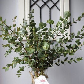 Small Leaved Gum, Eucalyptus Seeds