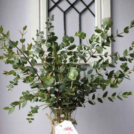 Small-Leaved Gum, Eucalyptus Seeds - Packet image number null