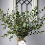Small Leaf Gum, Eucalyptus Seeds - Packet thumbnail number null