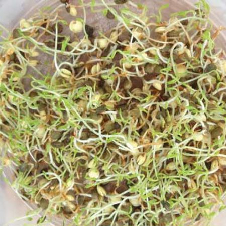 French Lentil, Sprout Seeds - 1/4 Pound image number null
