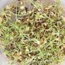 French Lentil, Sprout Seeds - 1/4 Pound thumbnail number null