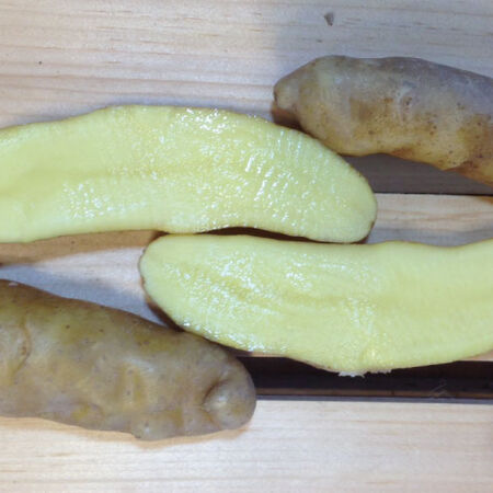 Banana Fingerling, Seed Potatoes - 50 Pounds image number null